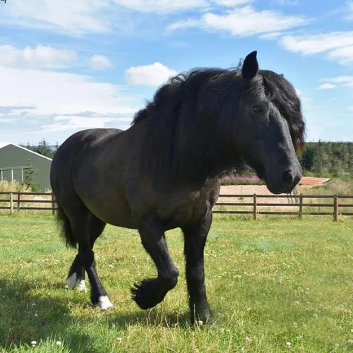 Delta Blue Unicorns Horse - Finn