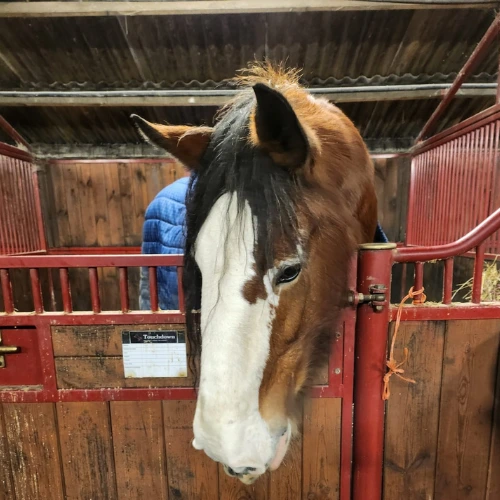 Horse - Lauder