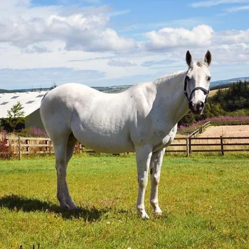 Delta Blue Unicorns Horse - Sasha